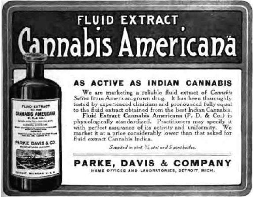 What If Cannabis Cured Cancer