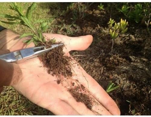 Original Shark Tooth Weed Puller Tool, Grabs Weeds by the Root | Handheld Root Removal for Dandelion, Crabgrass & More- Heavy Duty Garden Weeding Tool for Lawn Care, Landscaping & Gardening