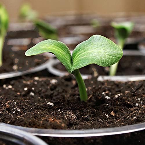 Coast of Maine Organic & Natural Sprout Island Blend Seed Starter - Seed Germination & Root Plant Cuttings w/ Composted Manure, Mycorrhizae, Worm Castings & Kelp - Enhanced Drainage (8 Qt)