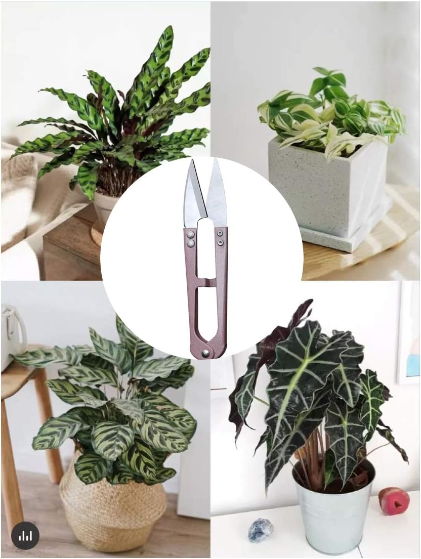 MUUZLL 3 Pack 4.1Inch Bonsai Pruning Scissors, Bud And Leaves Trimmer Yarn Thread Cutter Snips Trimming Supplies, Garden Plants, Gardening Clippers Flower, Stainless Steel Pruners Trimmers
