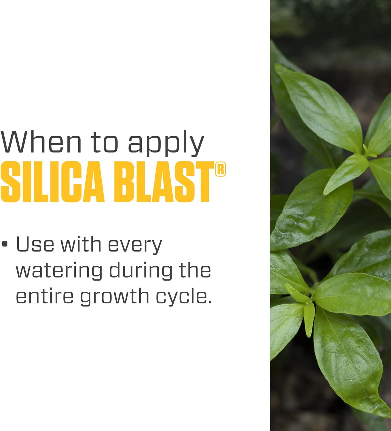 Botanicare Silica Blast, Plant Supplement, 0-0-0.5, 1 qt.