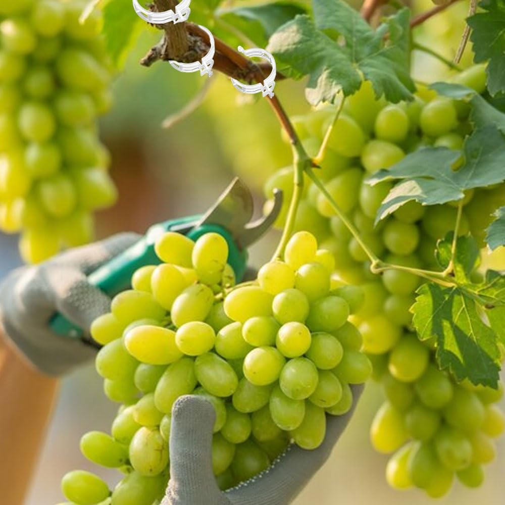 Plant Support Clips, Garden Clips for Climbing Plants, Tomato Clips Plastic Plant Clips, Plant Clips for Support Grape Tomato Vegetables Plants to Grow Upright Makes Plants Healthier (100, Green)