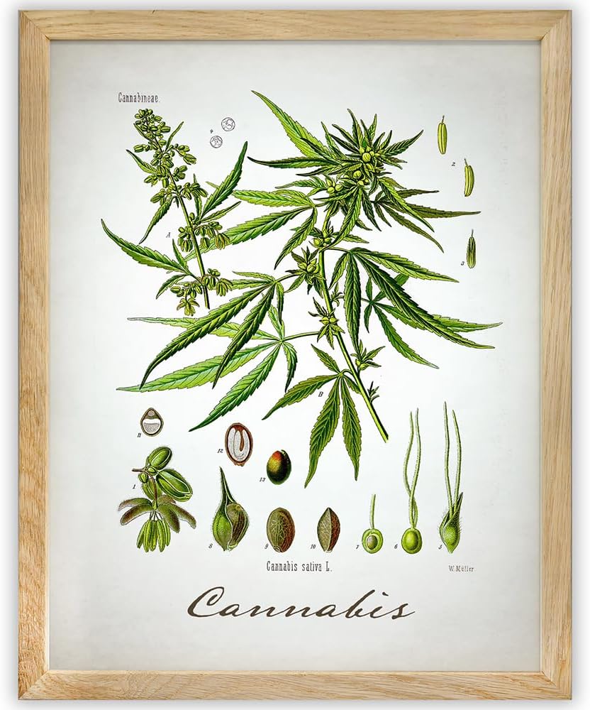 Cannabis Botanical Vintage Wall Art 11x14 Unframed Poster Antique Herb Illustration Scientific Plant Diagram Retro Apothecary Nature Decor Boho Farmhouse Office Artwork