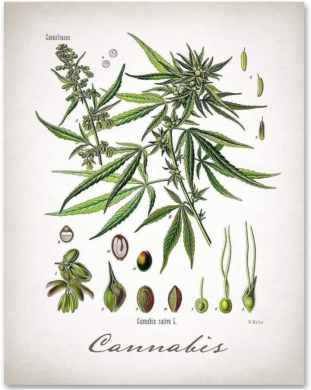 Cannabis Botanical Vintage Wall Art 11x14 Unframed Poster Antique Herb Illustration Scientific Plant Diagram Retro Apothecary Nature Decor Boho Farmhouse Office Artwork