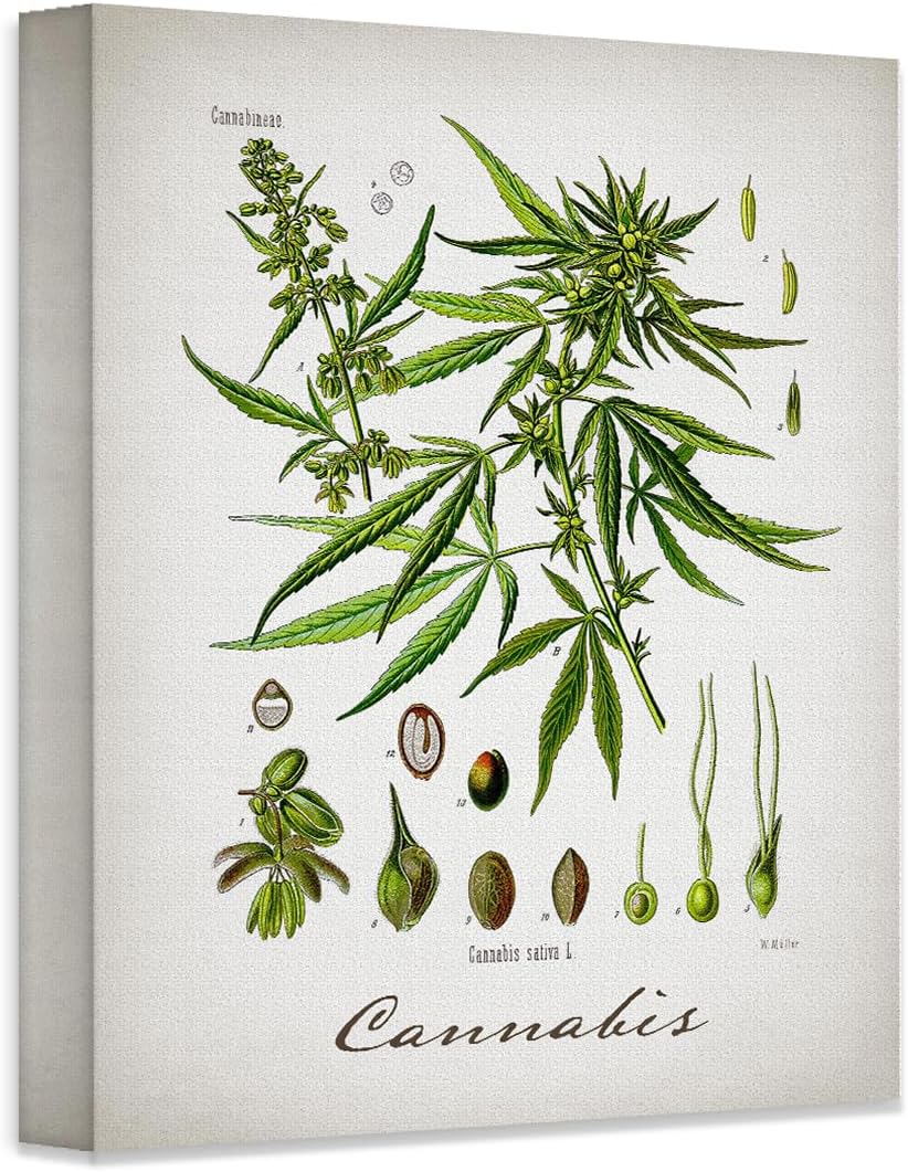 Cannabis Botanical Vintage Wall Art 11x14 Unframed Poster Antique Herb Illustration Scientific Plant Diagram Retro Apothecary Nature Decor Boho Farmhouse Office Artwork