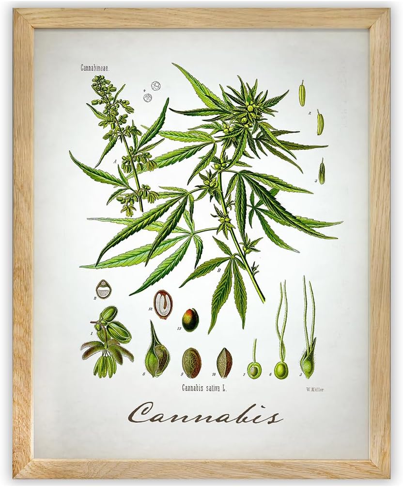 Cannabis Botanical Vintage Wall Art 11x14 Unframed Poster Antique Herb Illustration Scientific Plant Diagram Retro Apothecary Nature Decor Boho Farmhouse Office Artwork