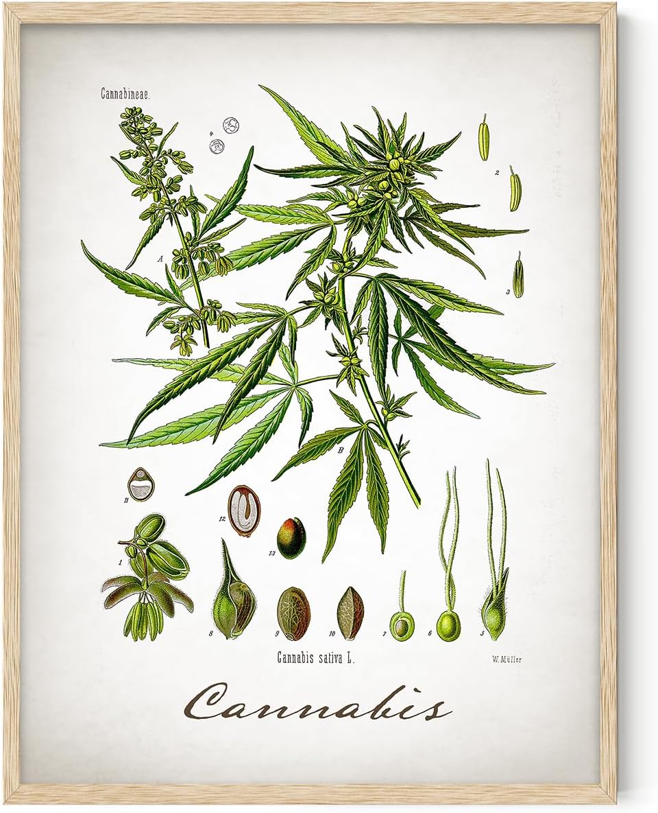 Cannabis Botanical Vintage Wall Art 11x14 Unframed Poster Antique Herb Illustration Scientific Plant Diagram Retro Apothecary Nature Decor Boho Farmhouse Office Artwork