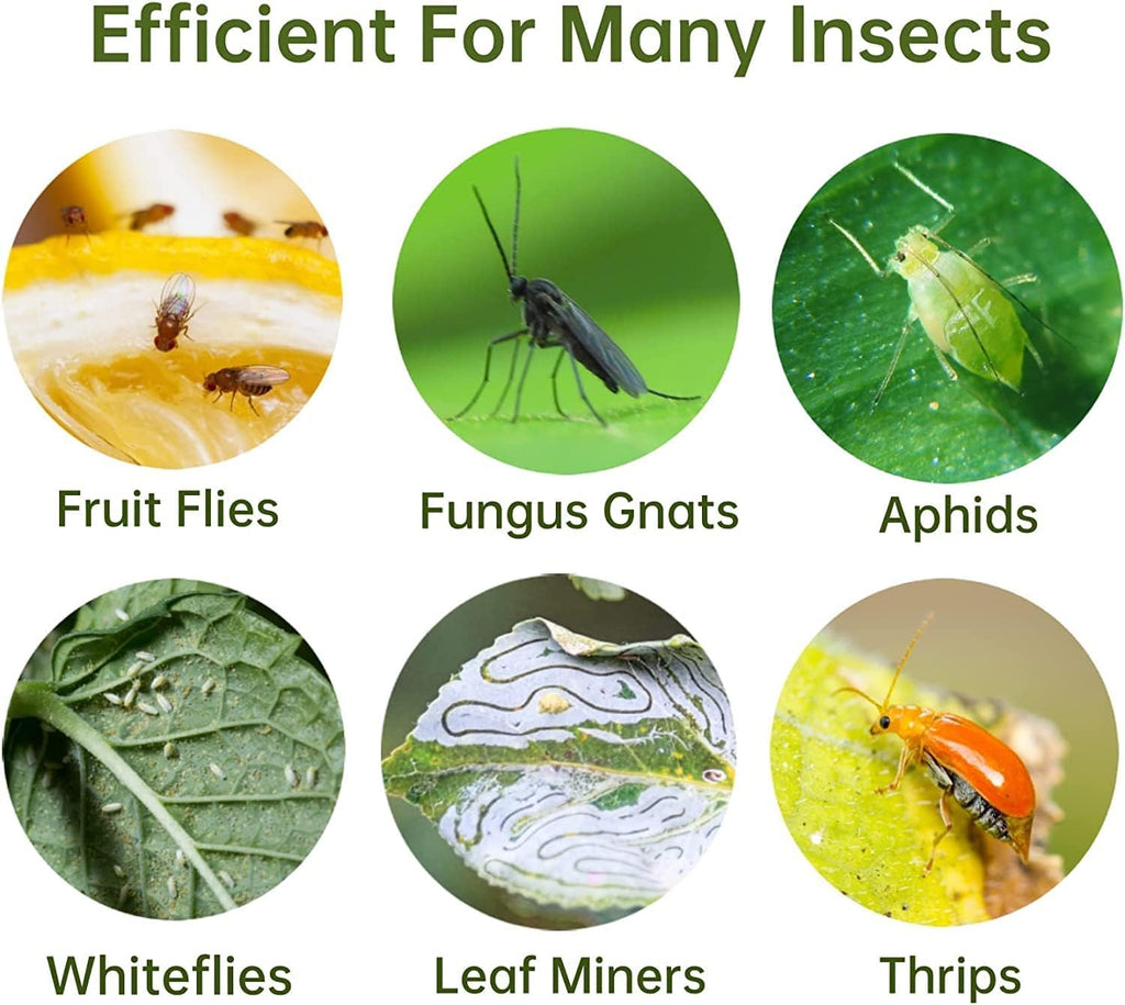 Yellow Sticky Fruit Fly Trap 36 Pack, Dual-Sided Gnat Traps for Plants | Catches Fungus Gnats, Fruit Fly, Whitefly, Aphid, Leaf Miner, No Harm & Odorless, Safe For Indoor Garden & Outdoor Plant Use