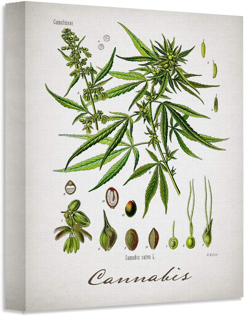 Cannabis Botanical Vintage Wall Art 11x14 Unframed Poster Antique Herb Illustration Scientific Plant Diagram Retro Apothecary Nature Decor Boho Farmhouse Office Artwork