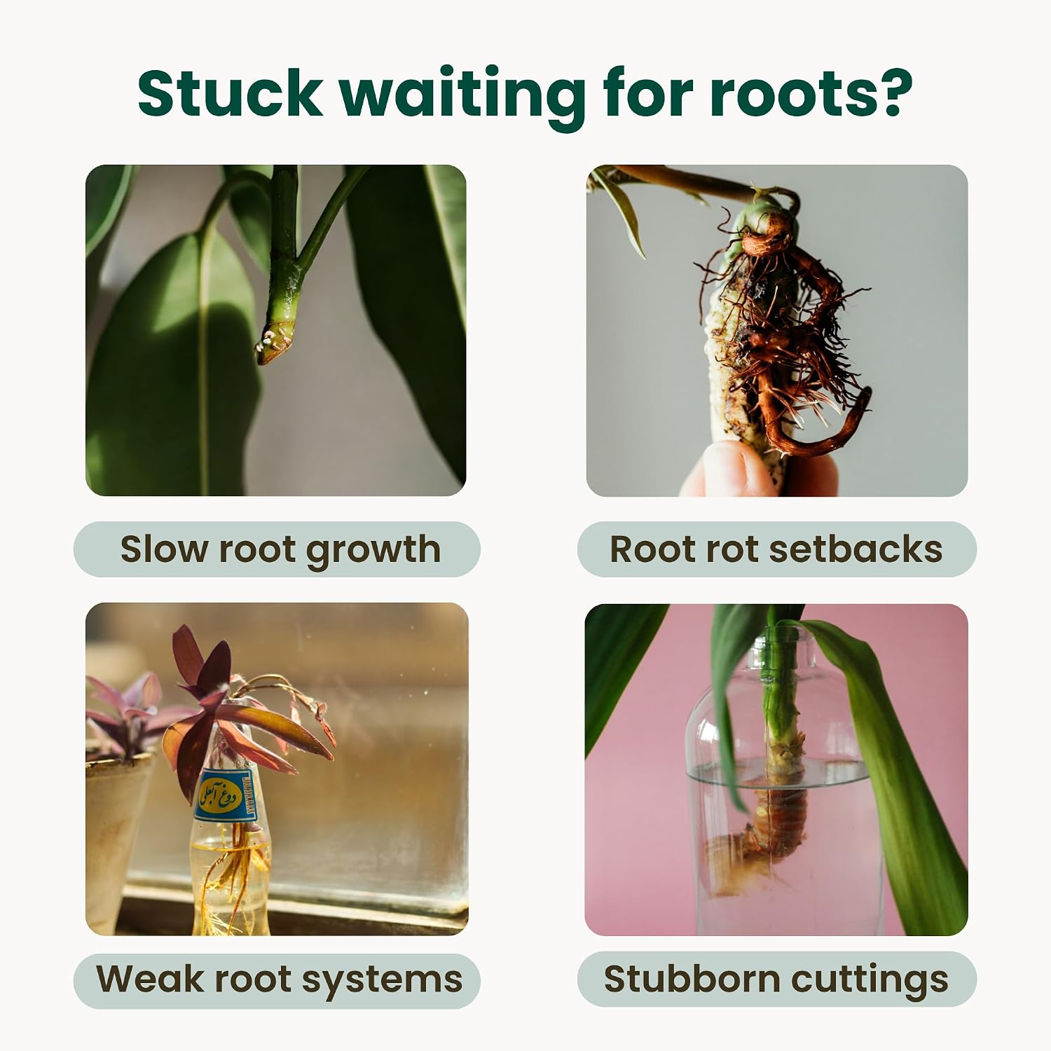 Propogation Drops by The Green Alcove | Rooting Hormone for Cuttings in Water and Soil, Includes 2 Types of Hormones and Added Vitamins for Root Growth (4 fl oz)
