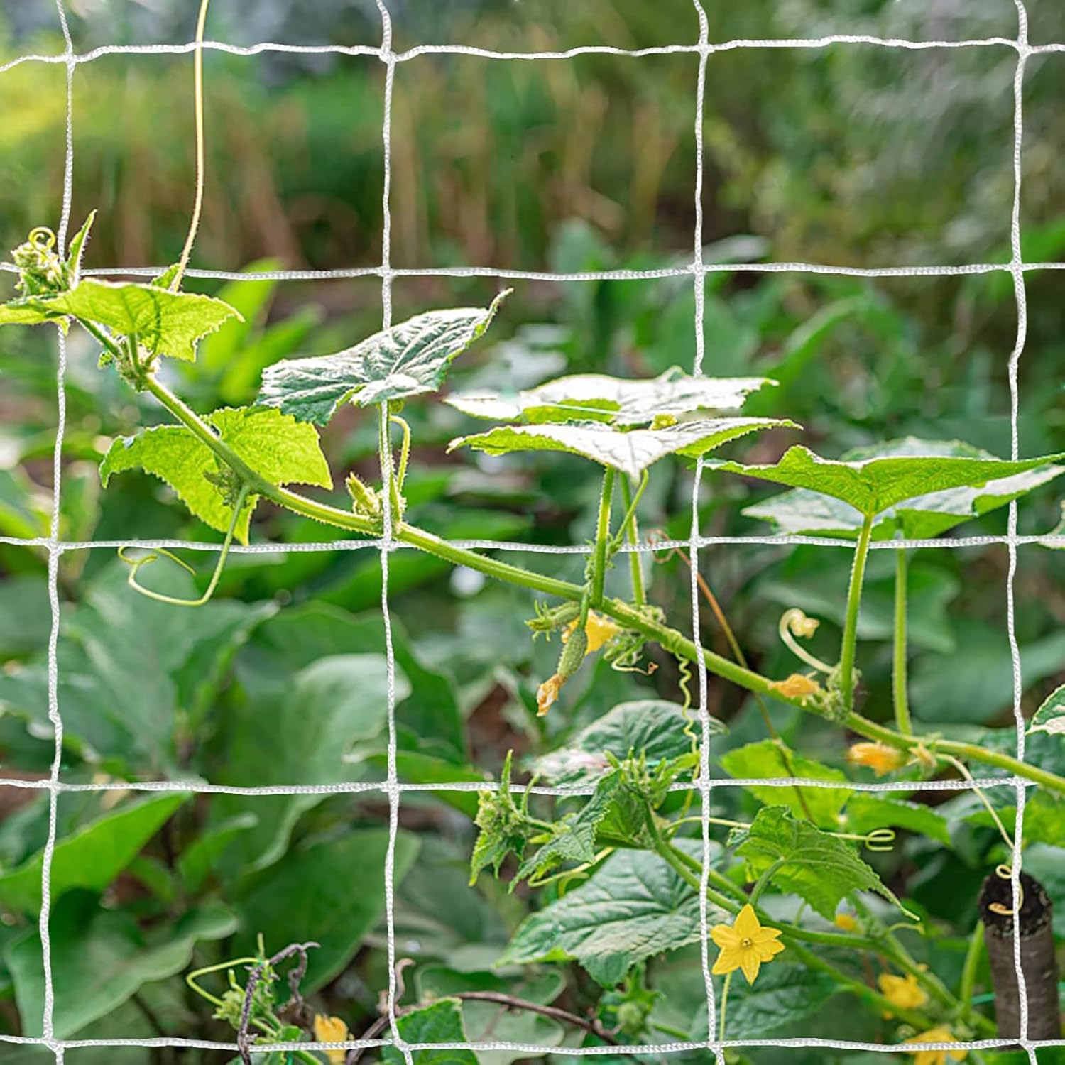 Tcamp Heavy-Duty Polyester Garden Trellis Netting, 5Ft x15Ft (1 Pack) | 3.5" Opening Mesh Plant Climbing Net for Growing Vines Plants Vegetables Fruits Flowers, White Grow Tent