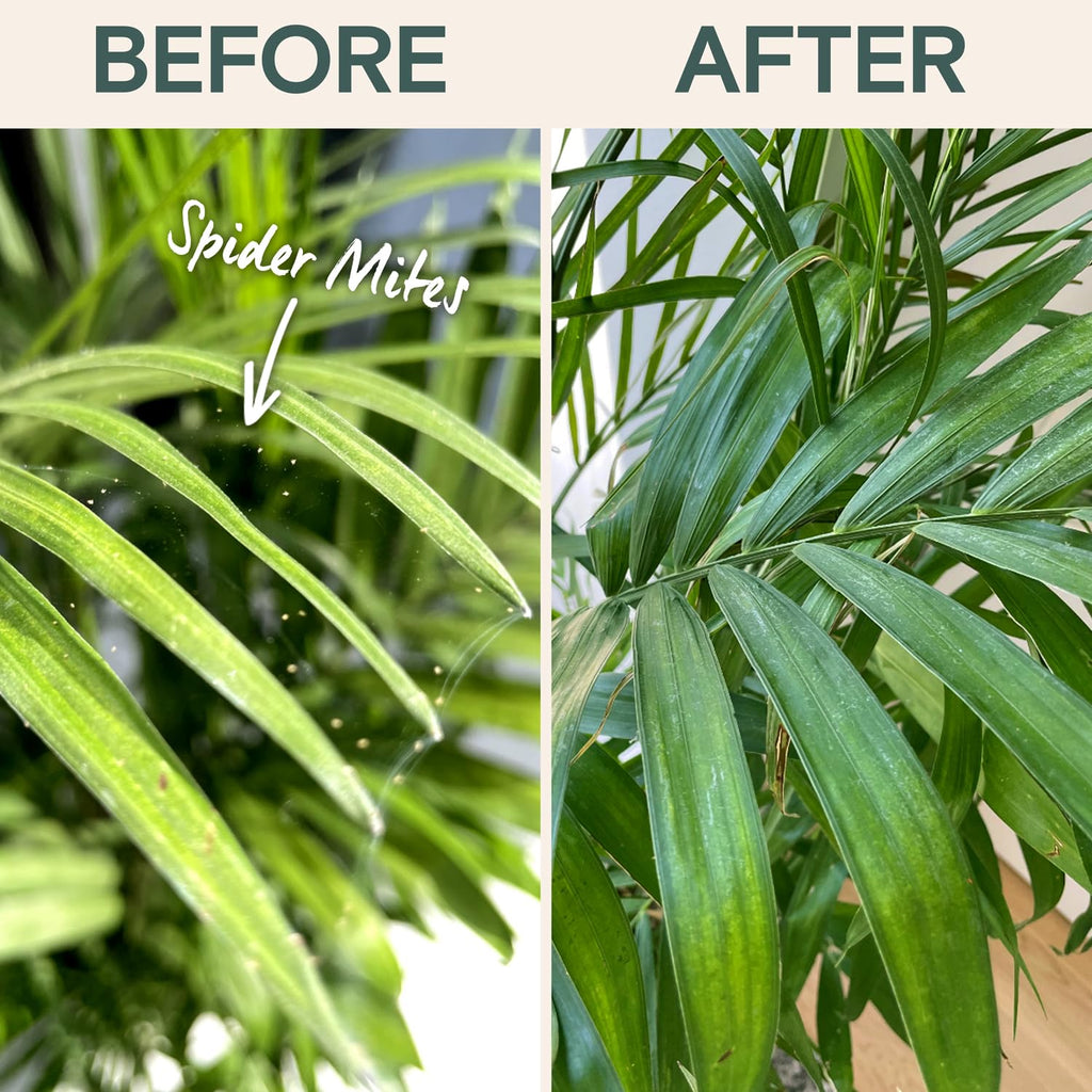 Organic Insecticide & Fungicide for Plants - Indoor/Outdoor, 16oz | Indoor and outdoor protection controls powdery mildew, spider mites, aphids, whiteflies, and fungus gnats