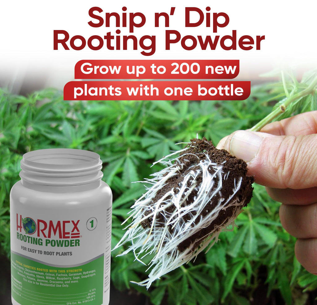 Hormex Rooting Hormone for Cuttings #16 - Max-Strength Powder (1.60% IBA) | Maximum Strength Rooting Hormone, Root Stimulator for Plants, Rooting Powder Compound for Difficult Hardwood Plants & Trees