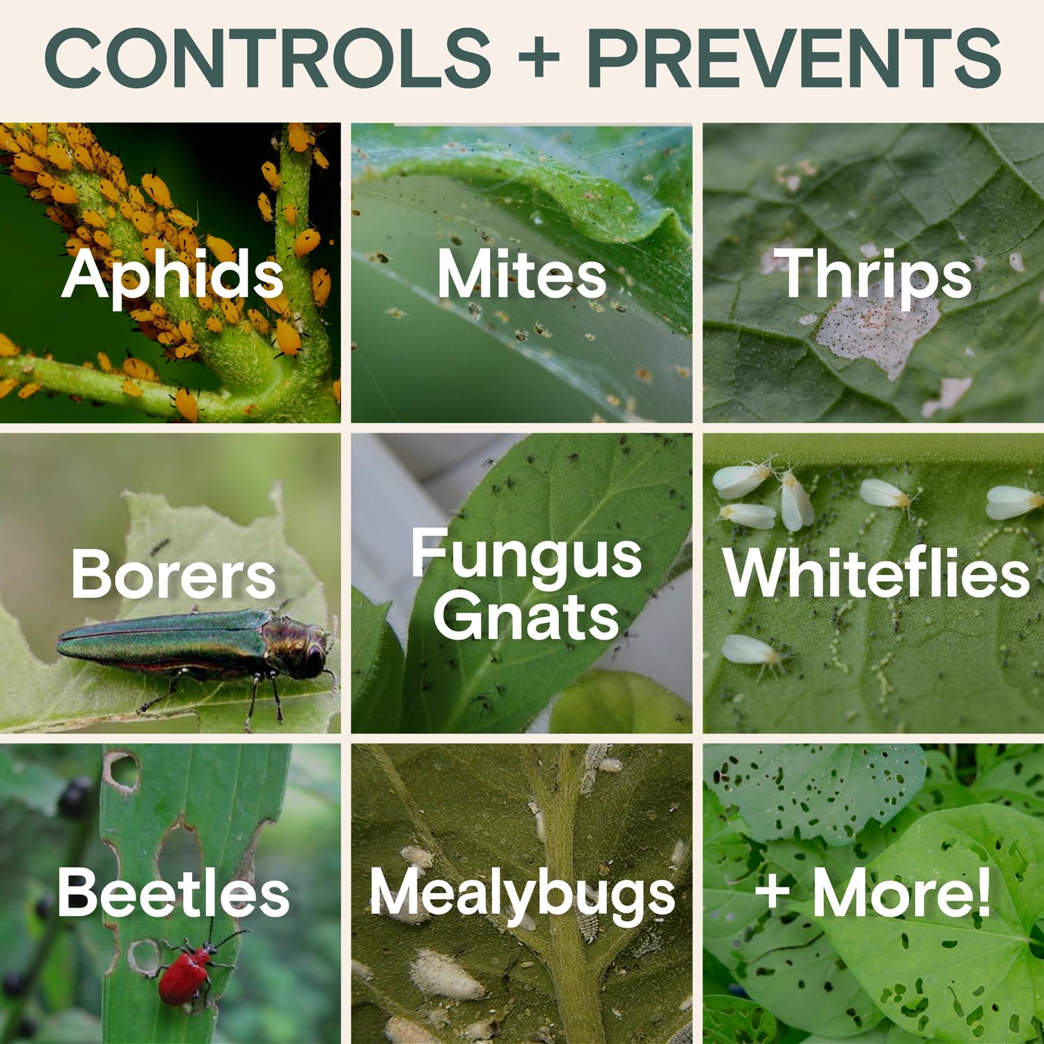 Organic Insecticide & Fungicide for Plants - Indoor/Outdoor, 16oz | Indoor and outdoor protection controls powdery mildew, spider mites, aphids, whiteflies, and fungus gnats