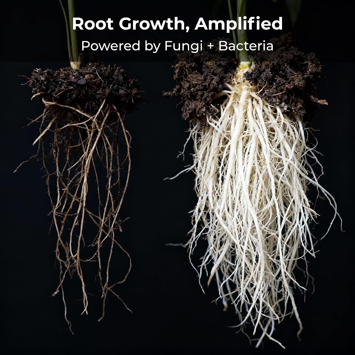 Real Growers Recharge 2 oz – Explosive Root Growth with Mycorrhizae for Living Soil & Coco Coir