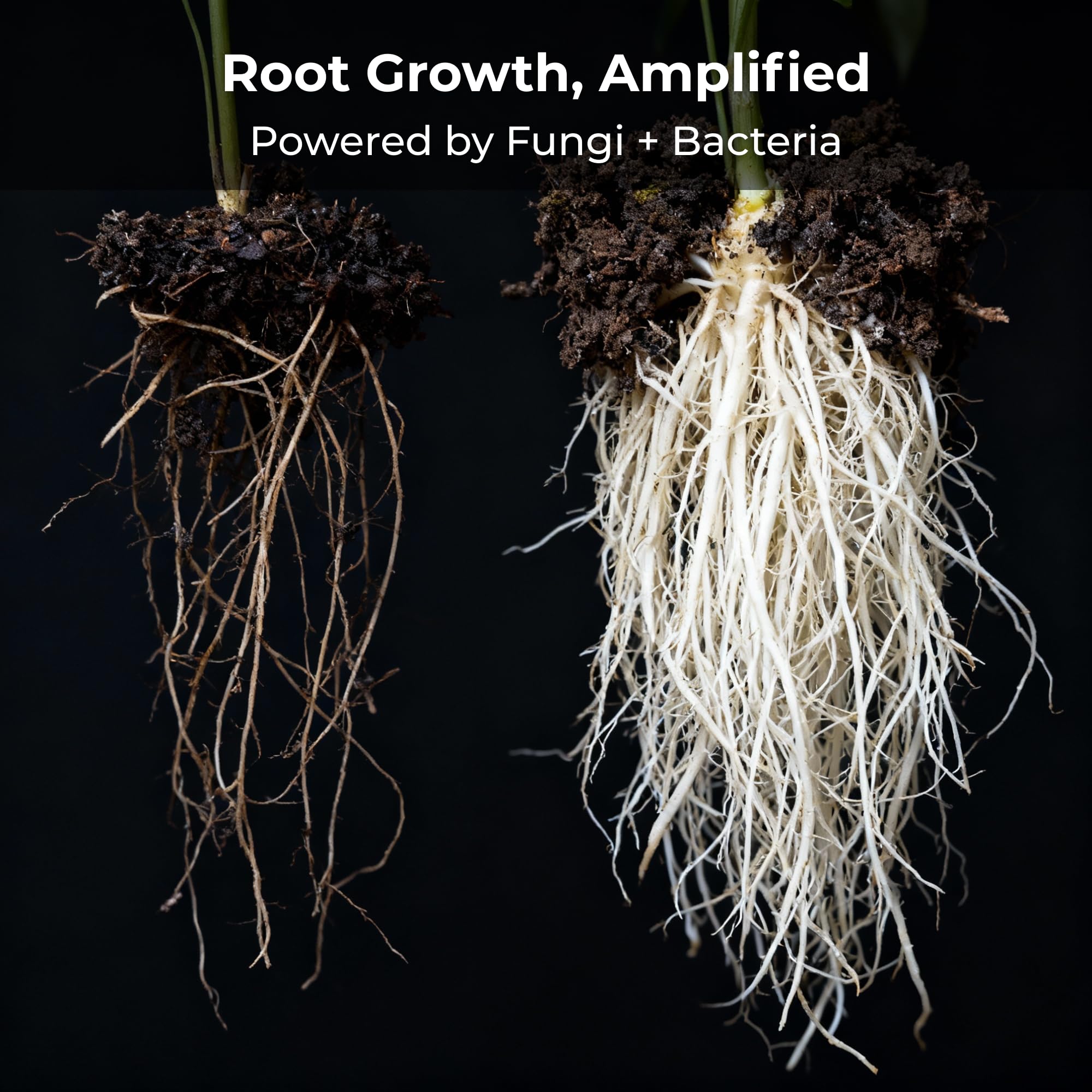 Real Growers Recharge 2 oz – Explosive Root Growth with Mycorrhizae for Living Soil & Coco Coir