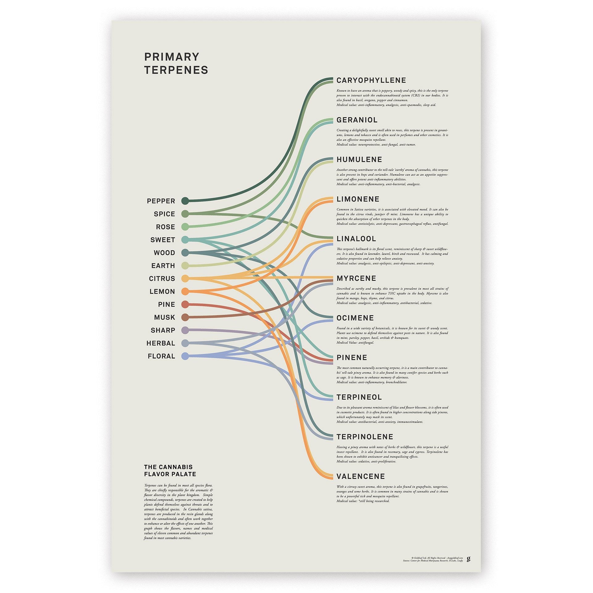 Goldleaf Primary Terpenes Art Print: The Cannabis Flavor Palate Infographic Chart, Terpene Poster, Marijuana Flavors Infographic, Elevated Stoner Decor, Weed Chart Wall Art (18x24)