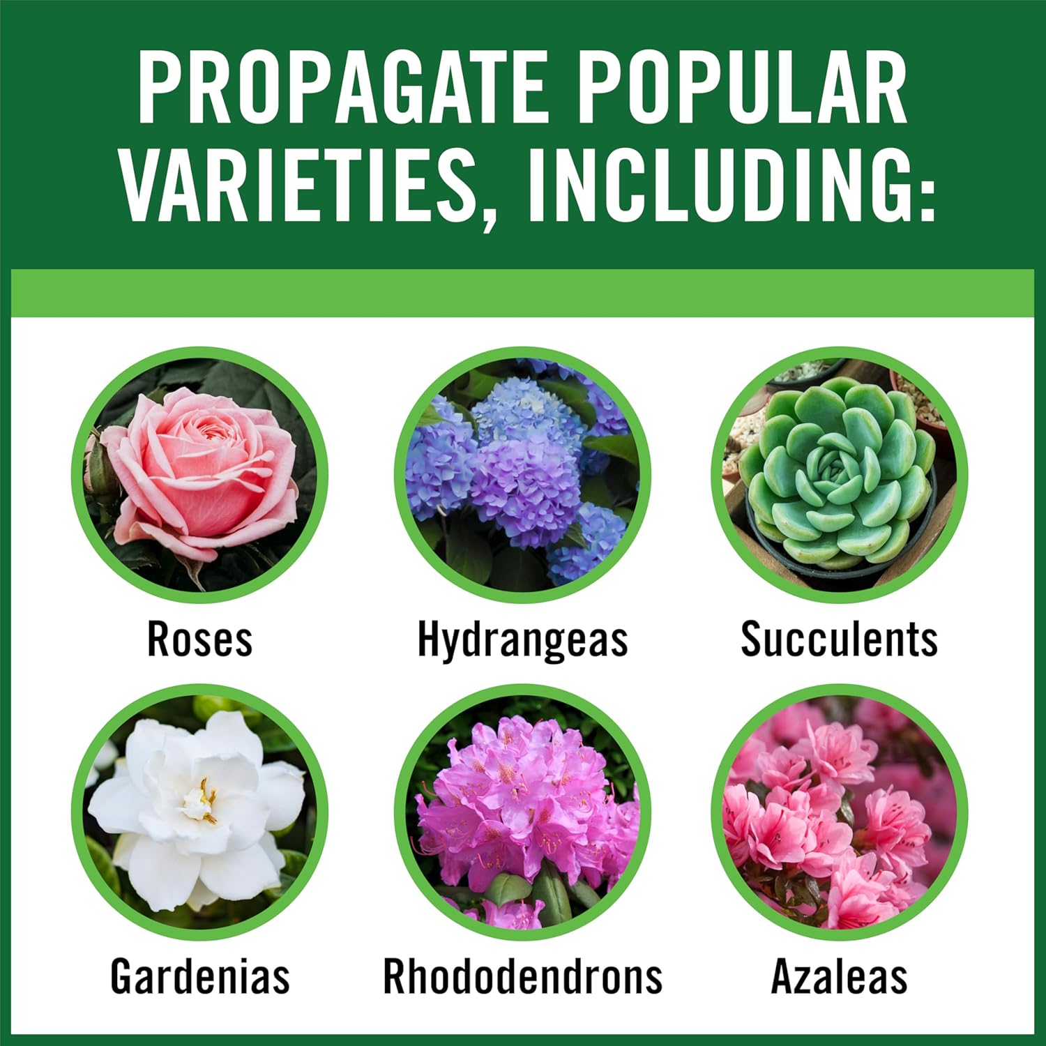 RootBoost Rooting Hormone, Rooting Powder for Plant Cuttings, 2 Ounces | Propagation for indoor and outdoor plants, container gardens and garden ornamentals, contains Hormodin 1