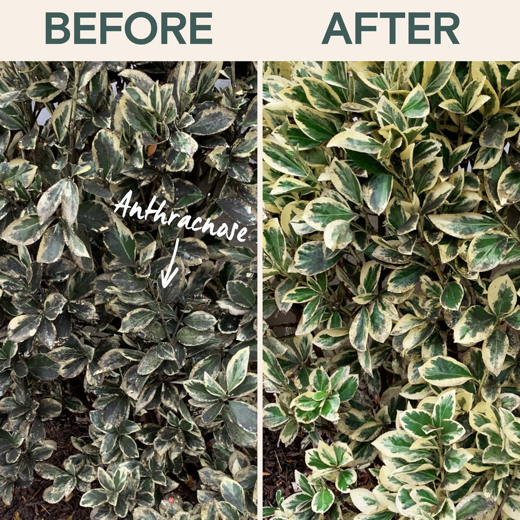 Organic Insecticide & Fungicide for Plants - Indoor/Outdoor, 16oz | Indoor and outdoor protection controls powdery mildew, spider mites, aphids, whiteflies, and fungus gnats