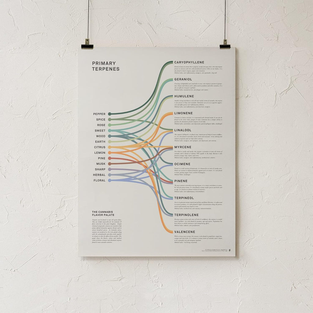 Goldleaf Primary Terpenes Art Print: The Cannabis Flavor Palate Infographic Chart, Terpene Poster, Marijuana Flavors Infographic, Elevated Stoner Decor, Weed Chart Wall Art (18x24)