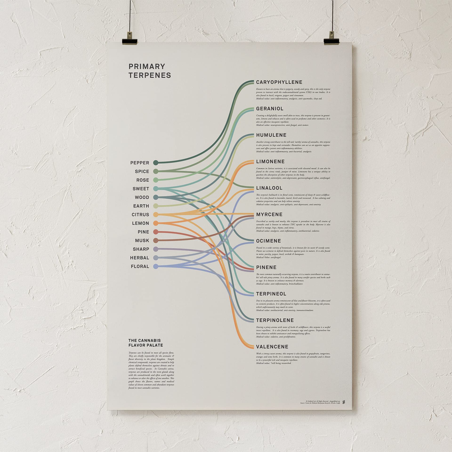 Goldleaf Primary Terpenes Art Print: The Cannabis Flavor Palate Infographic Chart, Terpene Poster, Marijuana Flavors Infographic, Elevated Stoner Decor, Weed Chart Wall Art (18x24)