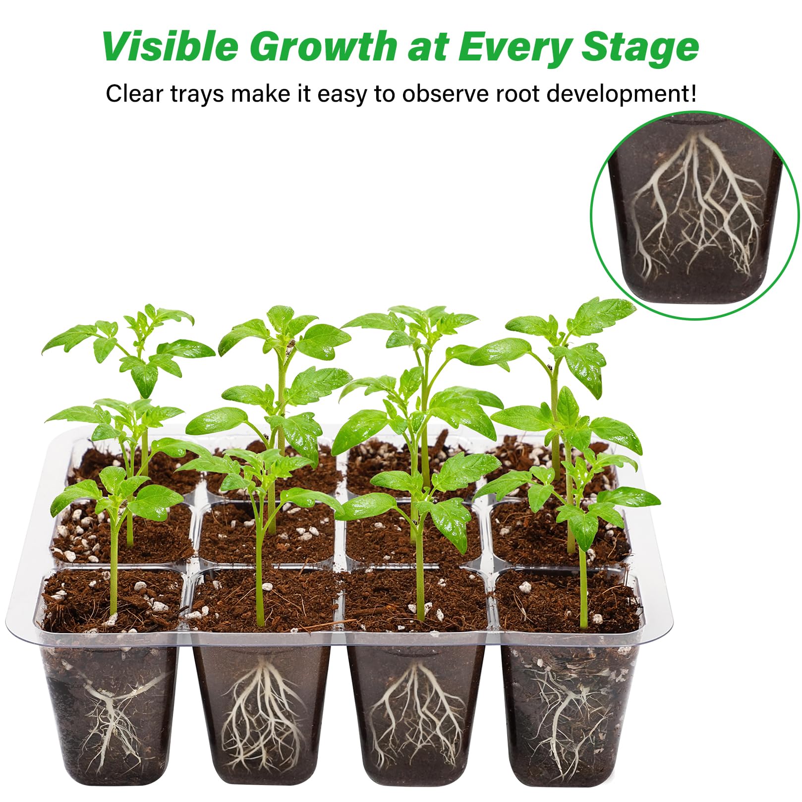 10-Pack Seed Starter Trays, Tall Dome, Base, 12-Cell Tray, Clear | 10 Seedling Kits with Tall Domes for Large Seed Starting. Adjustable Vents, Clear Trays & Heat Mat Compatibility, Indoor Use