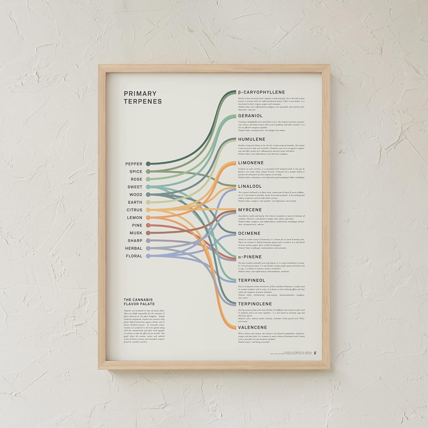 Goldleaf Primary Terpenes Art Print: The Cannabis Flavor Palate Infographic Chart, Terpene Poster, Marijuana Flavors Infographic, Elevated Stoner Decor, Weed Chart Wall Art (18x24)