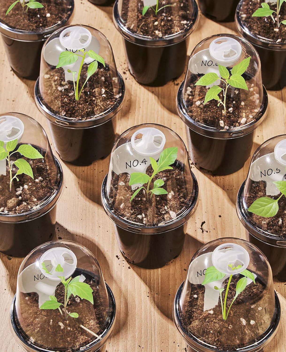 3/4/5 Inch Black Plastic Nursery Pots with Humidity Domes (15 Pcs) | Drainage holes and raised bases improve airflow, while plant labels identify cuttings, seedlings, herbs and young succulents.