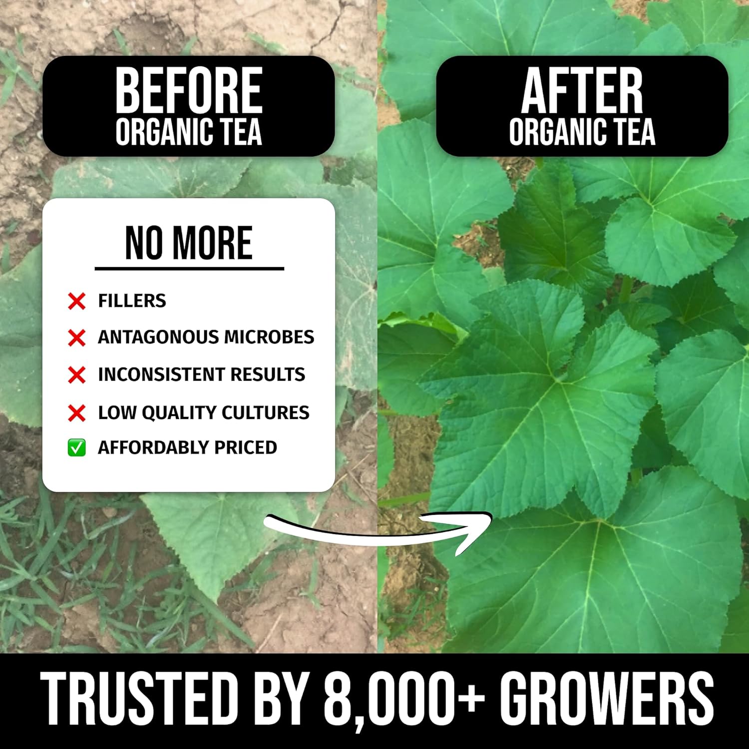 Instant Compost Tea (5 oz) – Probiotic Plant Food Bloom Booster & Yield Booster for Hydroponics & All Gardening Types | Microbial Formula Converts Amino Acids for Enhanced Growth (5, Ounces)