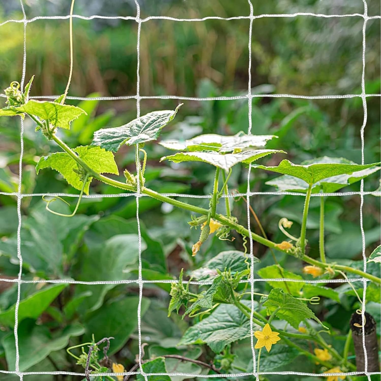 Tcamp Heavy-Duty Polyester Garden Trellis Netting, 5Ft x15Ft (1 Pack) | 3.5" Opening Mesh Plant Climbing Net for Growing Vines Plants Vegetables Fruits Flowers, White Grow Tent