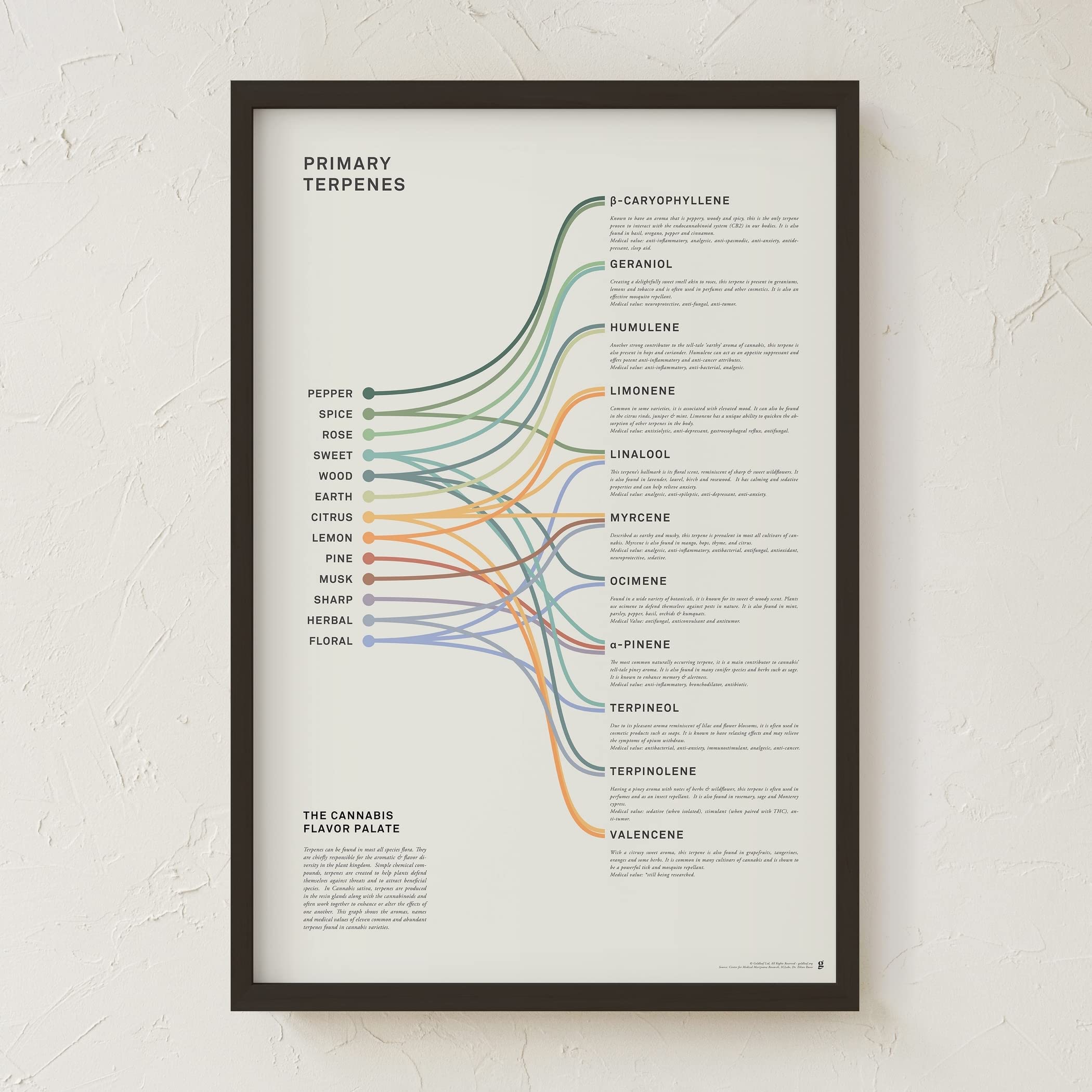 Goldleaf Primary Terpenes Art Print: The Cannabis Flavor Palate Infographic Chart, Terpene Poster, Marijuana Flavors Infographic, Elevated Stoner Decor, Weed Chart Wall Art (18x24)