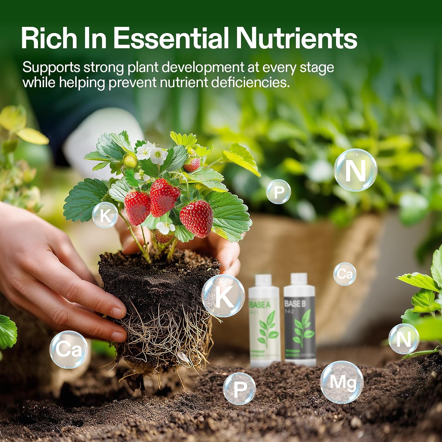 VIVOSUN Liquid Nutrients Base A & B Bundle, Set of 8oz | Grow Big Hydroponic Fertilizer, Supports Vegetative and Flowering Stages for Outdoor, Indoor Plants, Best Plant Food