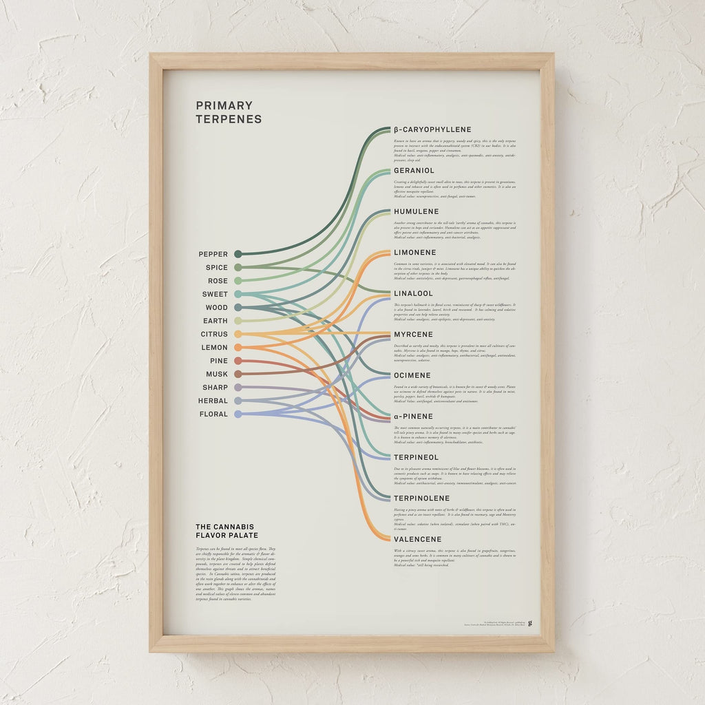 Goldleaf Primary Terpenes Art Print: The Cannabis Flavor Palate Infographic Chart, Terpene Poster, Marijuana Flavors Infographic, Elevated Stoner Decor, Weed Chart Wall Art (18x24)