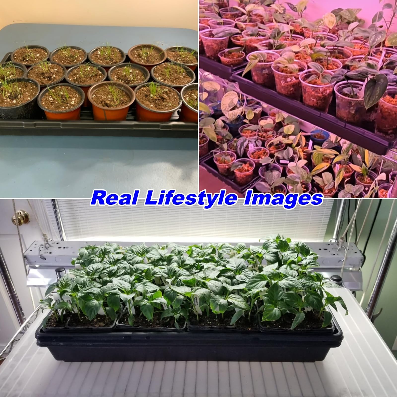 BTPLASTIK 10 Pack 7.3" High Humidity Domes for 1020 Seed Trays – Thicker Platic Clear Humidity Dome with Adjustable Vents, BPA-Free, Fits Standard 10"x20" Trays for Germination, Propagation, Cloning