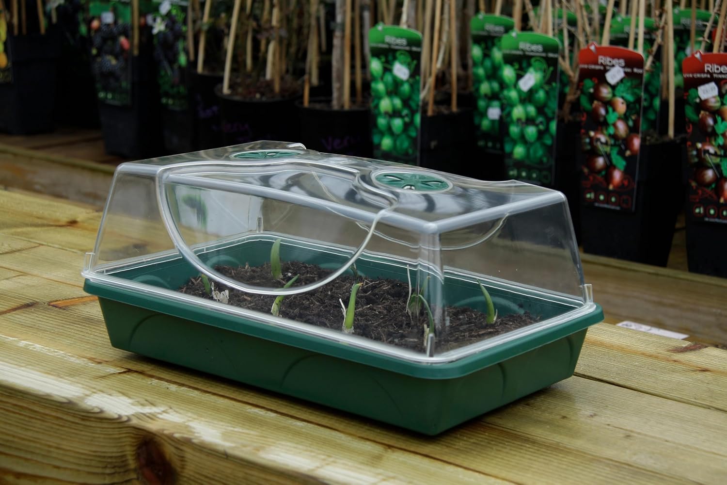 Medium Seed and Herb Domed Propagator with Vented Side Height Extension and Security Clip Set,Green