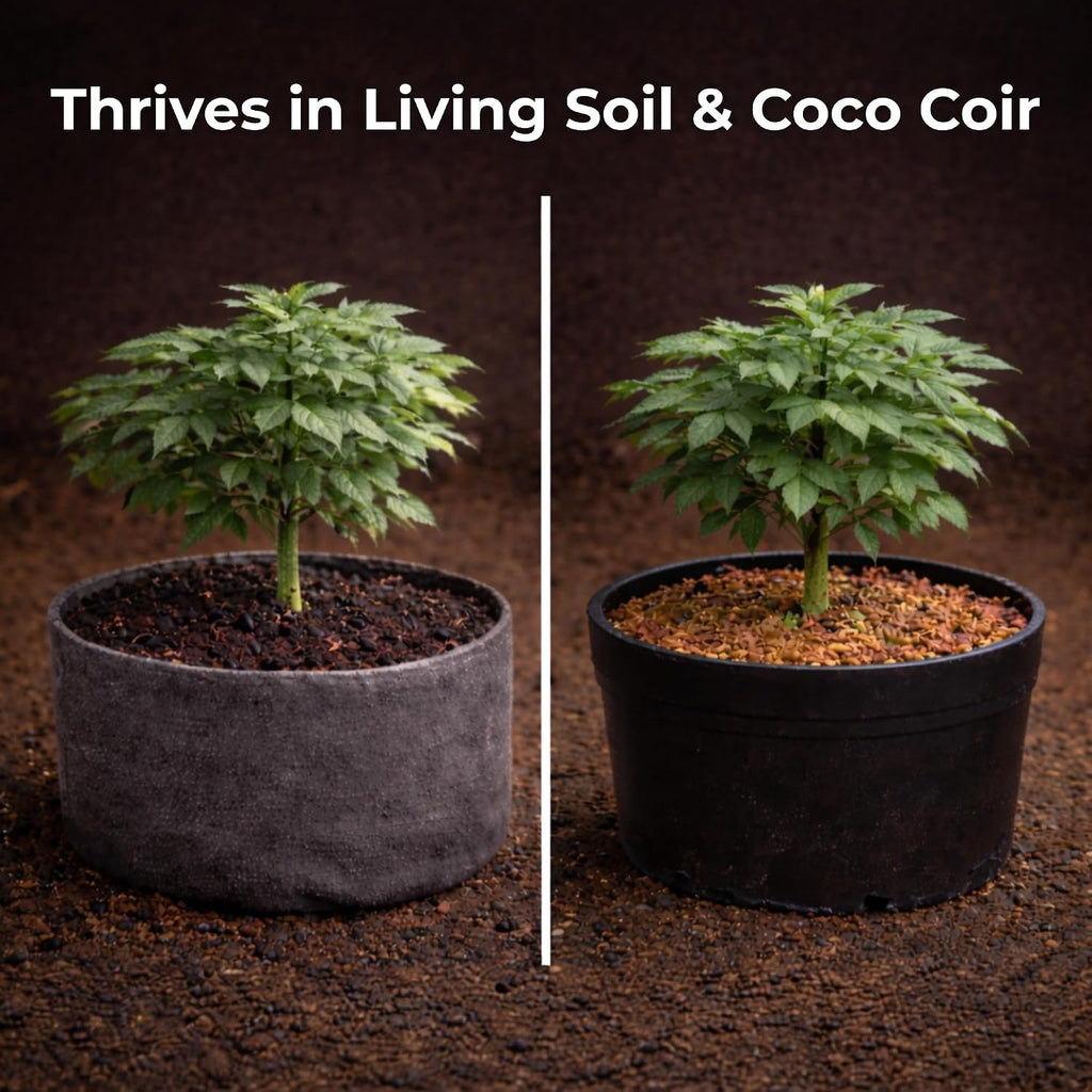 Real Growers Recharge 2 oz – Explosive Root Growth with Mycorrhizae for Living Soil & Coco Coir