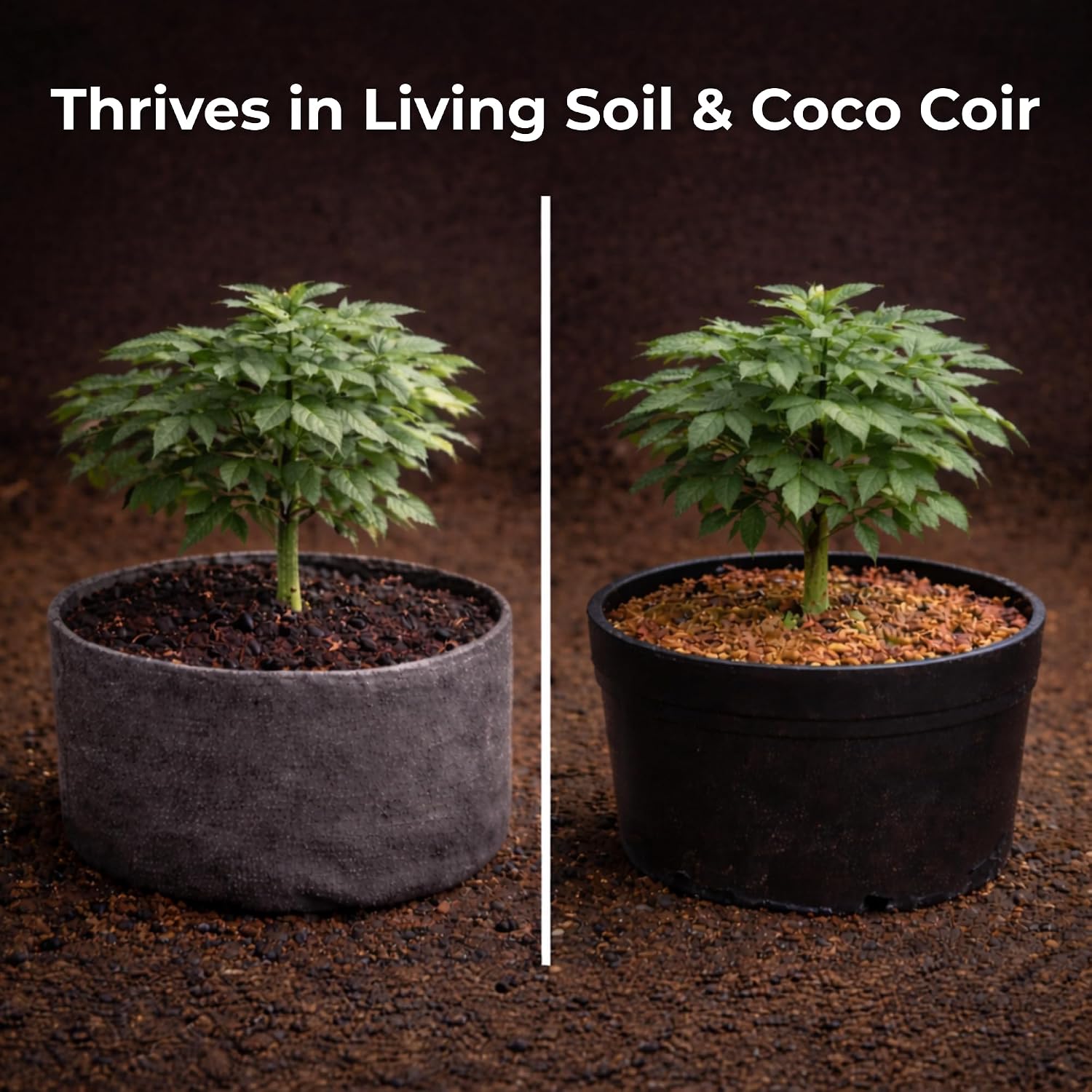 Real Growers Recharge 2 oz – Explosive Root Growth with Mycorrhizae for Living Soil & Coco Coir
