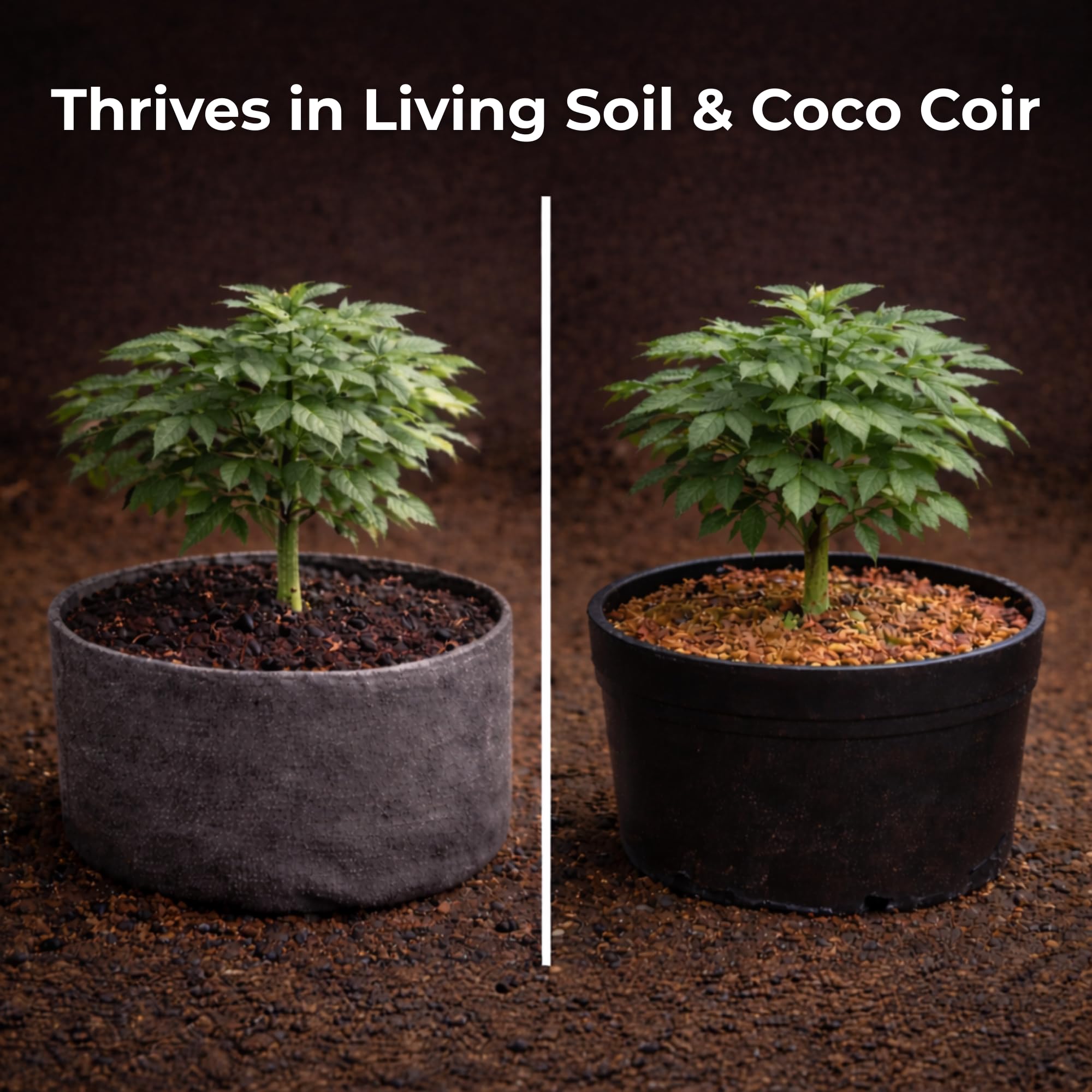 Real Growers Recharge 2 oz – Explosive Root Growth with Mycorrhizae for Living Soil & Coco Coir