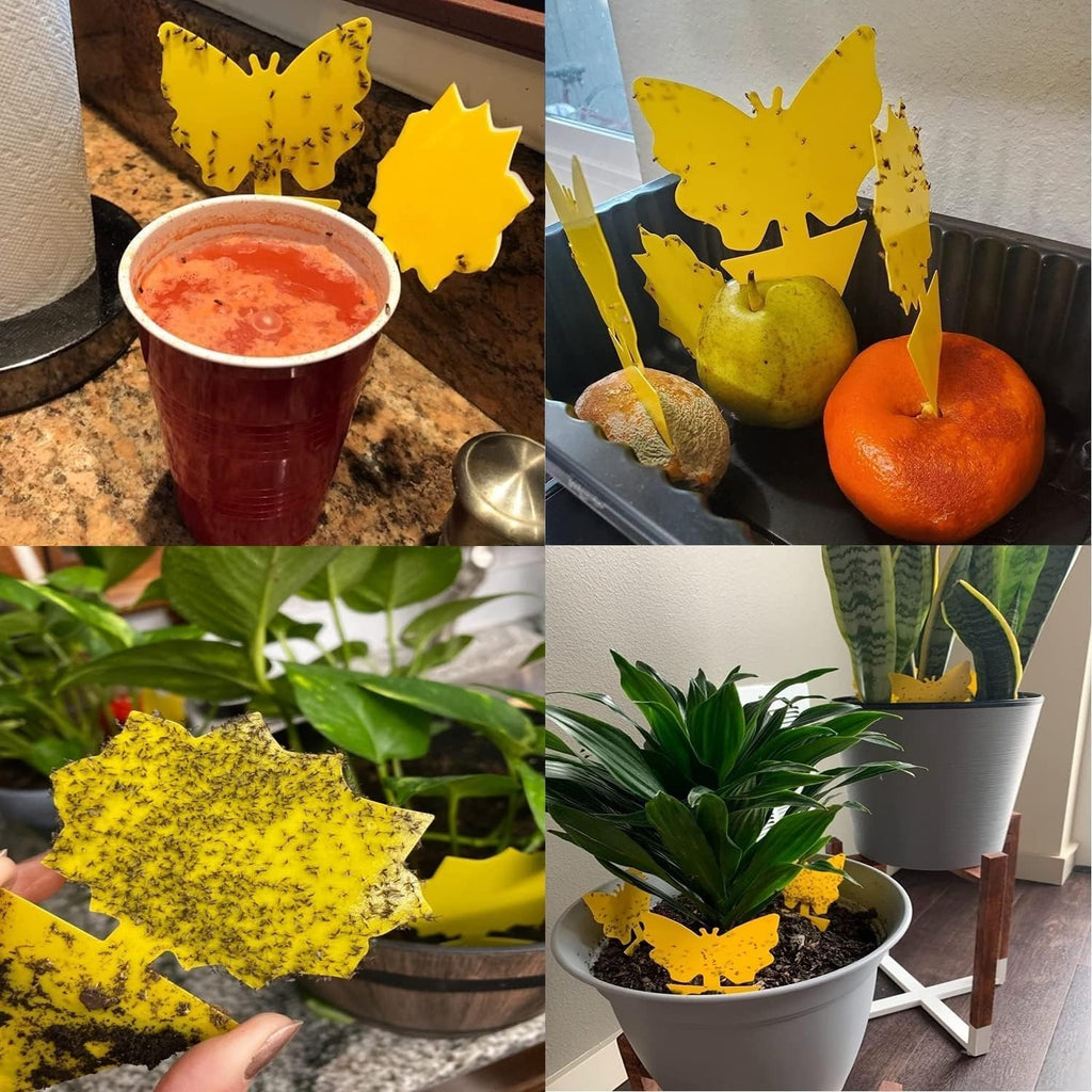 Yellow Sticky Fruit Fly Trap 36 Pack, Dual-Sided Gnat Traps for Plants | Catches Fungus Gnats, Fruit Fly, Whitefly, Aphid, Leaf Miner, No Harm & Odorless, Safe For Indoor Garden & Outdoor Plant Use