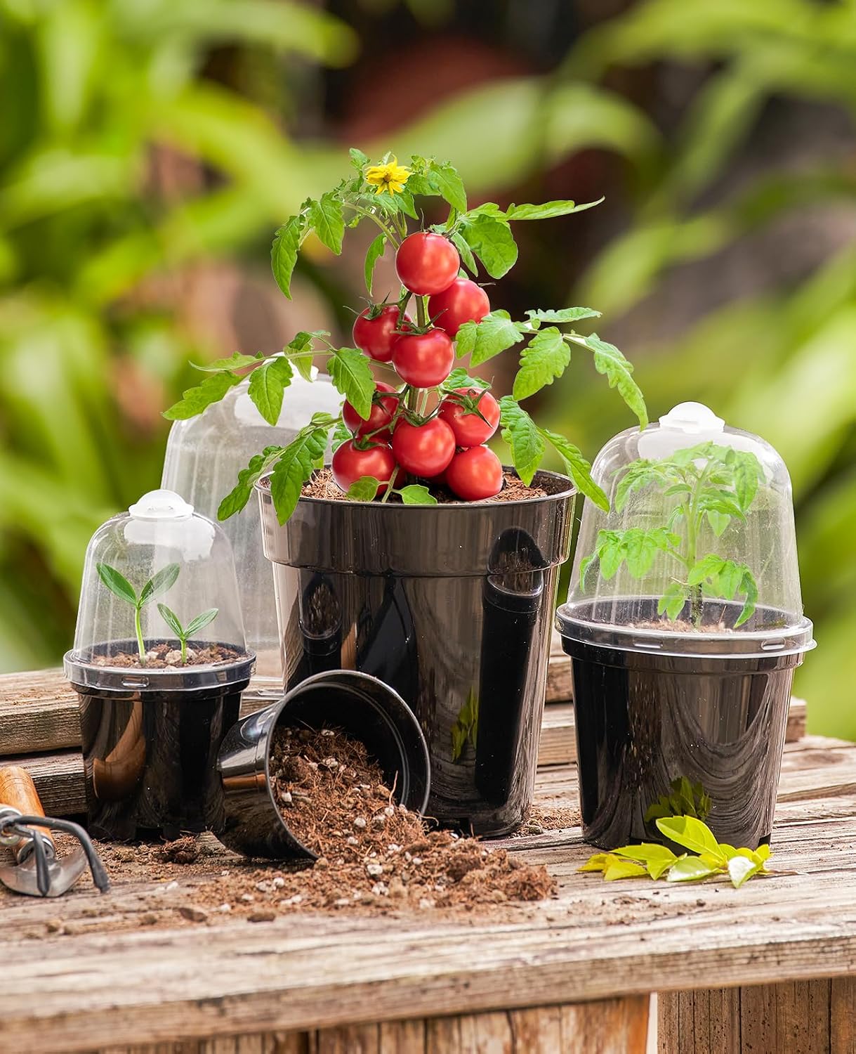 3/4/5 Inch Black Plastic Nursery Pots with Humidity Domes (15 Pcs) | Drainage holes and raised bases improve airflow, while plant labels identify cuttings, seedlings, herbs and young succulents.
