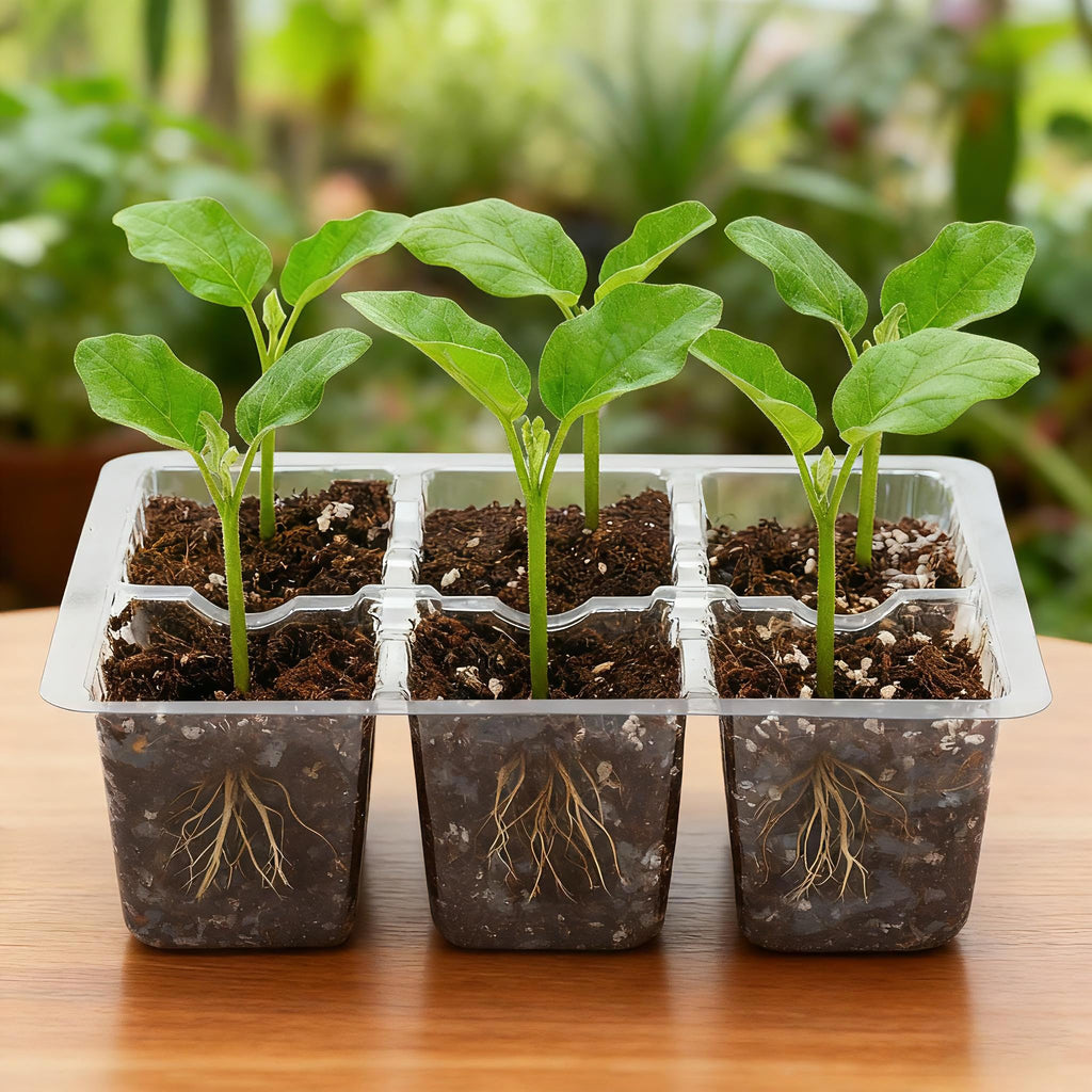 10-Pack Seed Starter Trays, Tall Dome, Base, 12-Cell Tray, Clear | 10 Seedling Kits with Tall Domes for Large Seed Starting. Adjustable Vents, Clear Trays & Heat Mat Compatibility, Indoor Use