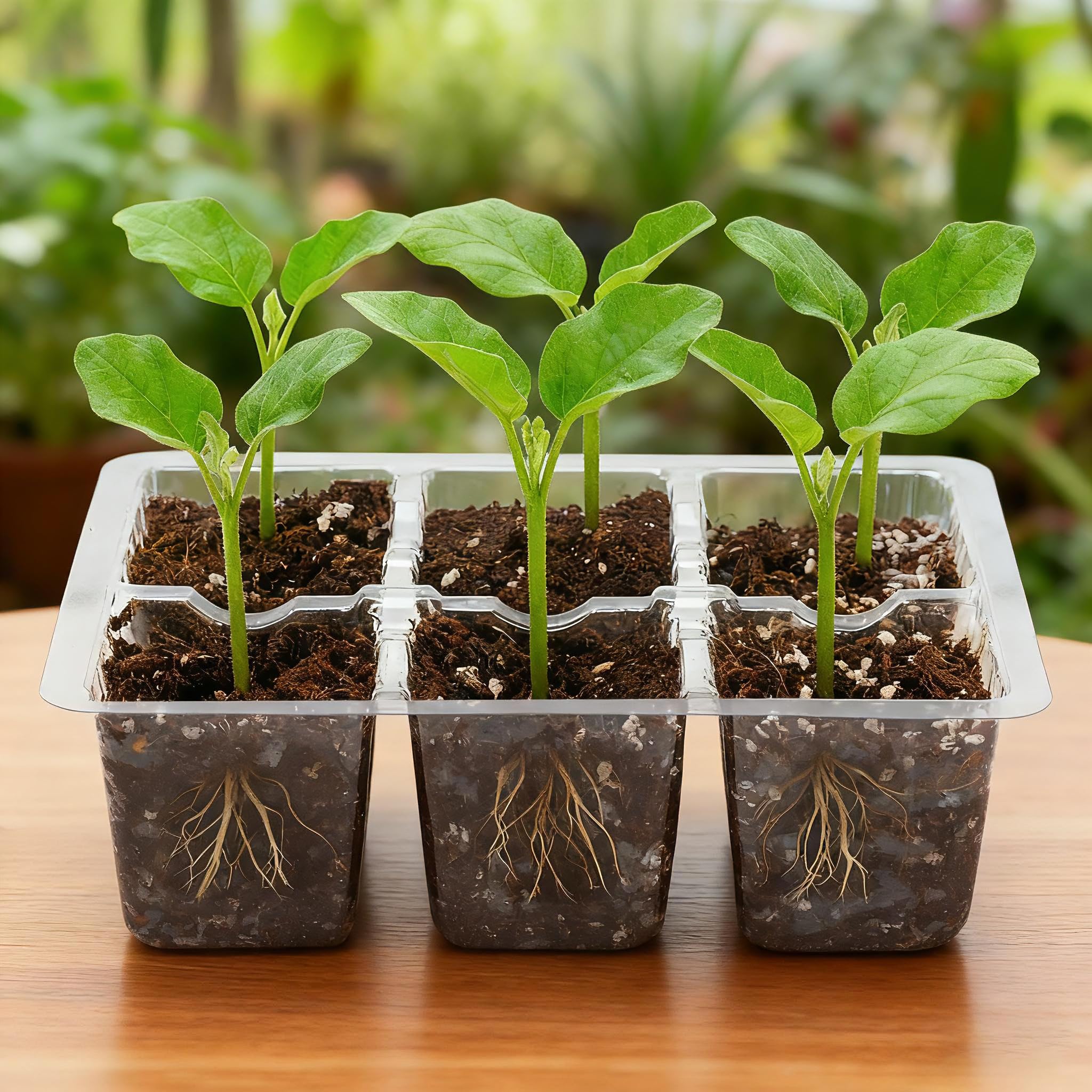10-Pack Seed Starter Trays, Tall Dome, Base, 12-Cell Tray, Clear | 10 Seedling Kits with Tall Domes for Large Seed Starting. Adjustable Vents, Clear Trays & Heat Mat Compatibility, Indoor Use