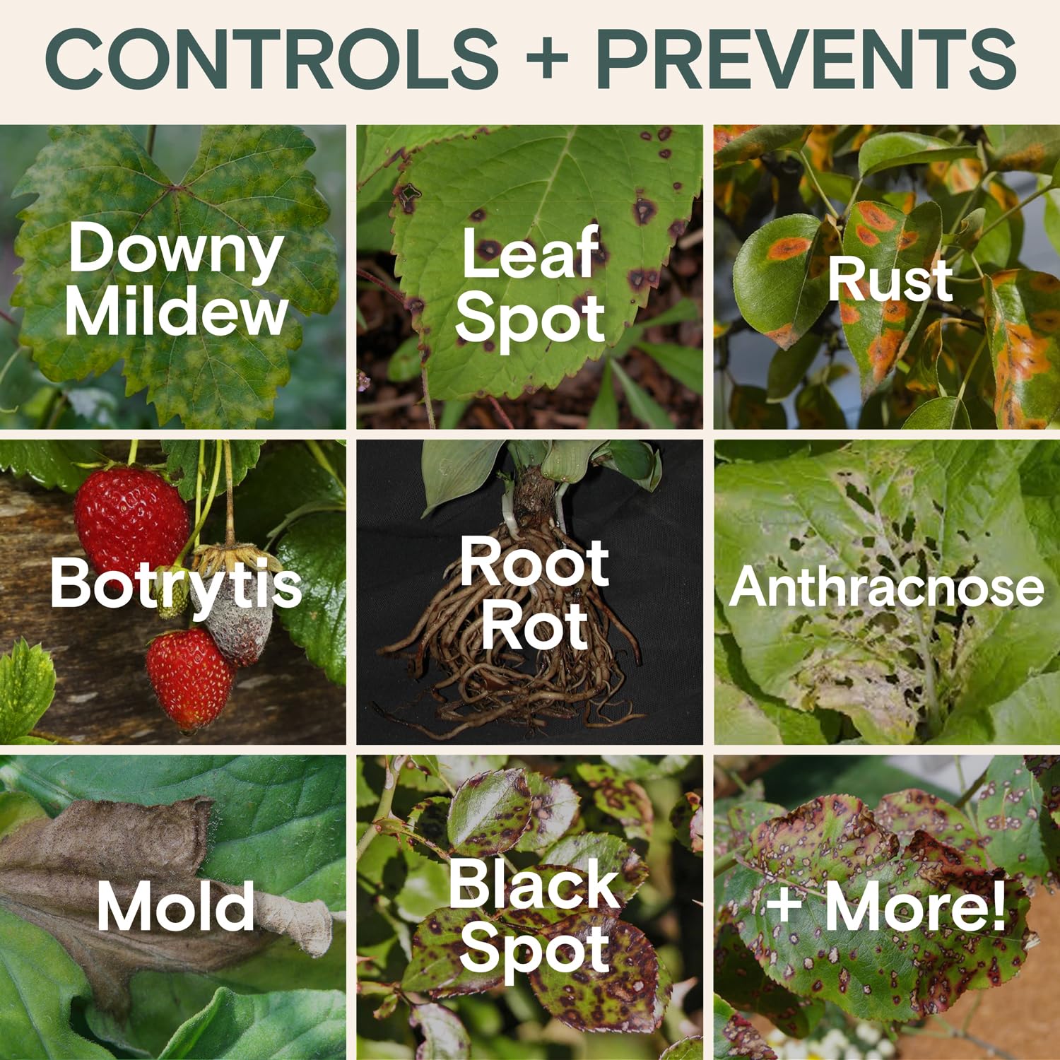 Organic Insecticide & Fungicide for Plants - Indoor/Outdoor, 16oz | Indoor and outdoor protection controls powdery mildew, spider mites, aphids, whiteflies, and fungus gnats