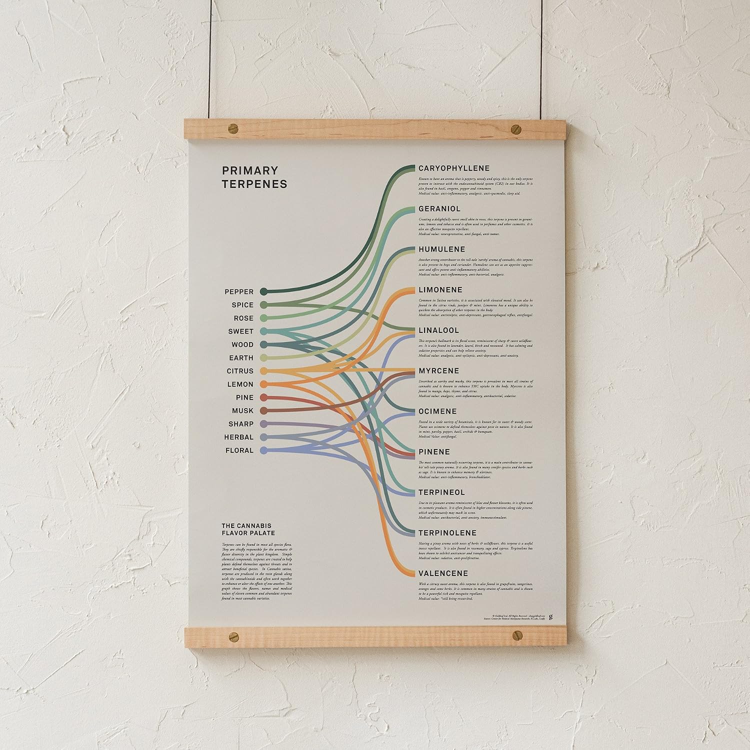 Goldleaf Primary Terpenes Art Print: The Cannabis Flavor Palate Infographic Chart, Terpene Poster, Marijuana Flavors Infographic, Elevated Stoner Decor, Weed Chart Wall Art (18x24)