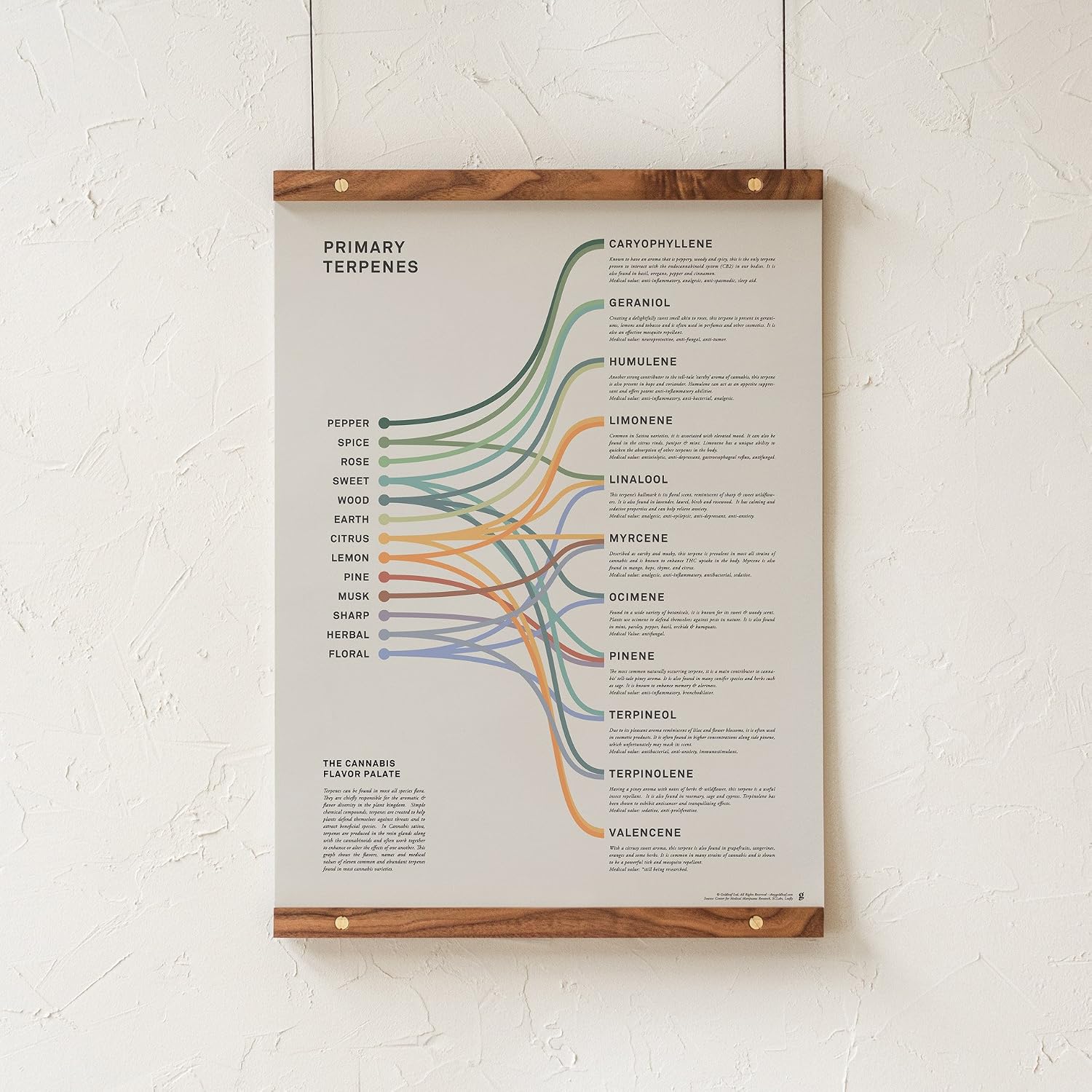 Goldleaf Primary Terpenes Art Print: The Cannabis Flavor Palate Infographic Chart, Terpene Poster, Marijuana Flavors Infographic, Elevated Stoner Decor, Weed Chart Wall Art (18x24)