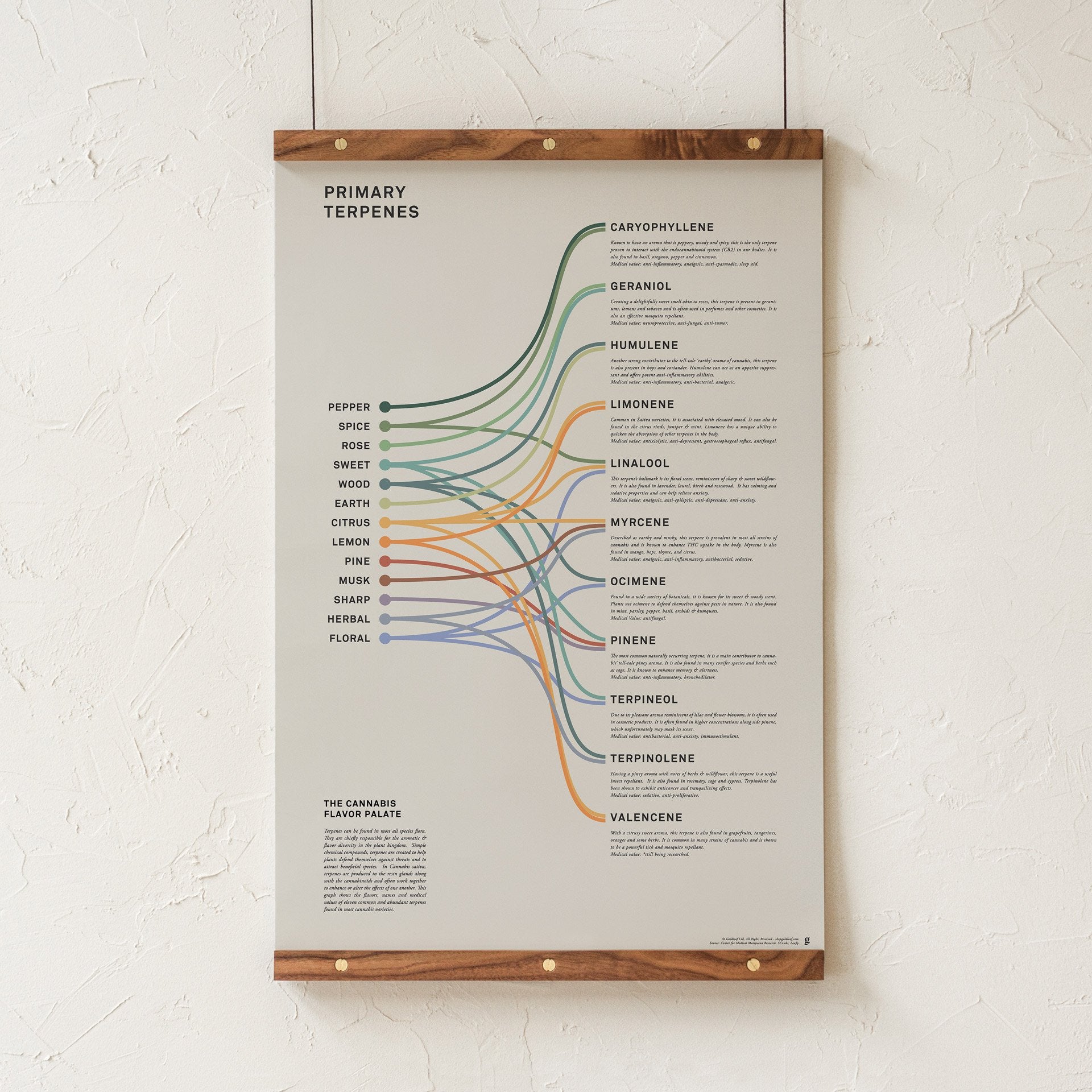 Goldleaf Primary Terpenes Art Print: The Cannabis Flavor Palate Infographic Chart, Terpene Poster, Marijuana Flavors Infographic, Elevated Stoner Decor, Weed Chart Wall Art (18x24)